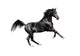 black expressive arab horse isolated on white Wall Decal