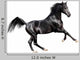 black expressive arab horse isolated on white Wall Decal