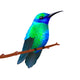 Hummingbird on White Background Wall Decal
