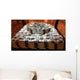 Million Bucks