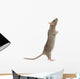 Rat