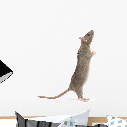 Rat