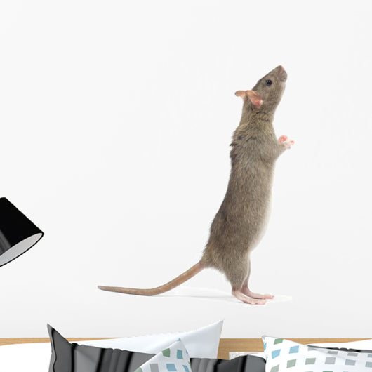 Rat