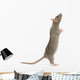 Rat