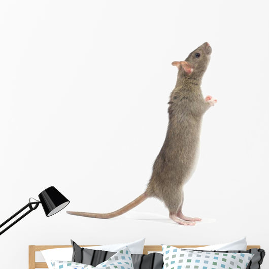 Rat