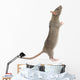 Rat