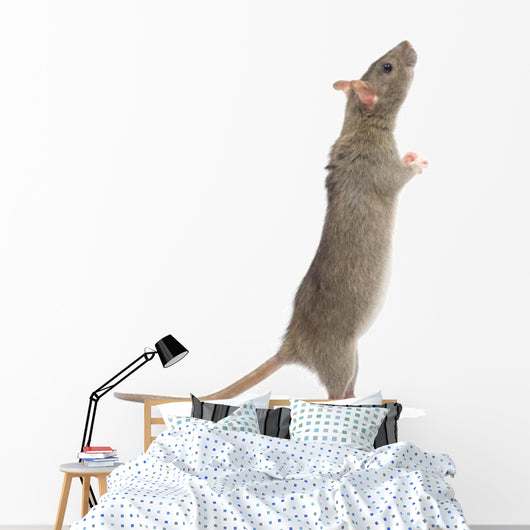 Rat
