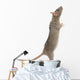 Rat