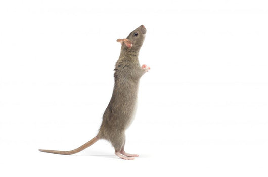 Rat