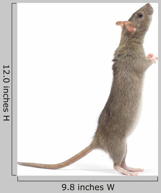 Rat