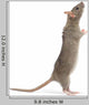 Rat