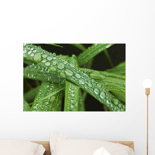 Drops Grass Wall Decal