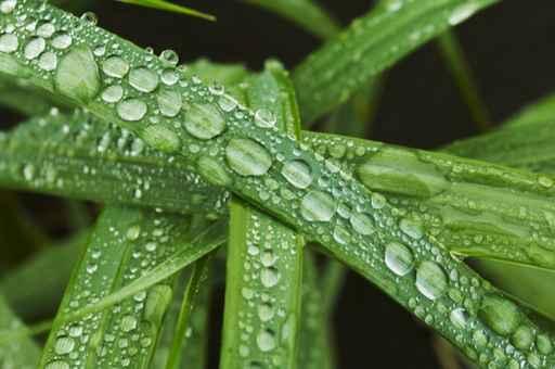 Drops Grass Wall Decal