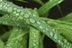 Drops Grass Wall Decal