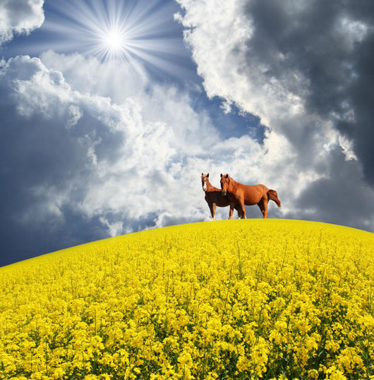 Horse Wall Mural