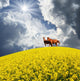 Horse Wall Mural