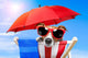 Dog Sunbathing Deck Chair