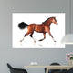 Bay Horse White Wall Decal