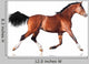 Bay Horse White Wall Decal
