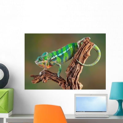 Panther Chameleon shown on a wall