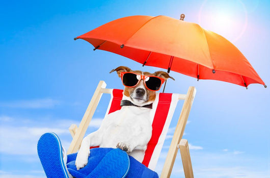 Dog Sunbathing Deck Chair