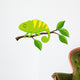 Chameleon cartoon Wall Decal