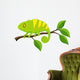 Chameleon cartoon Wall Decal