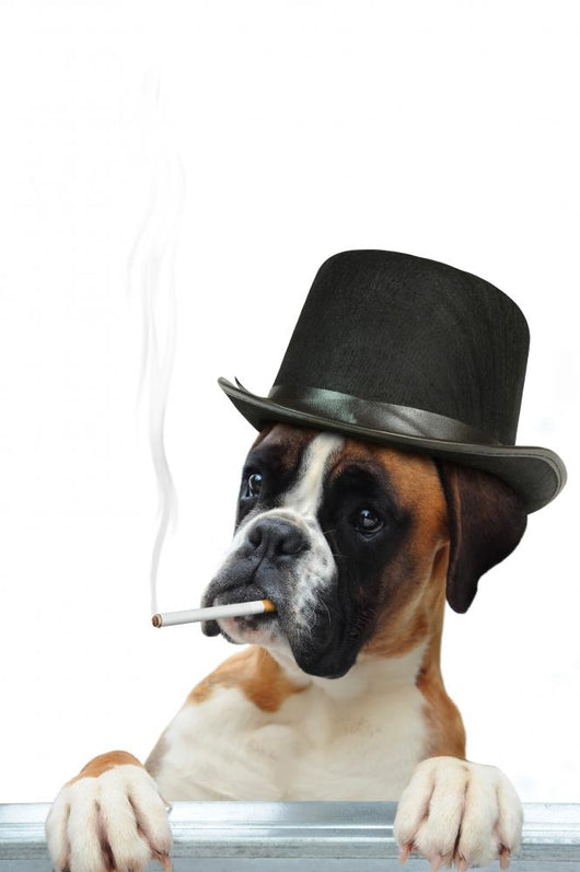 Boxer 294 Wall Decal