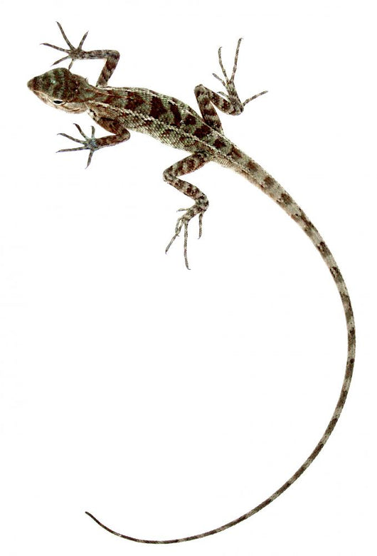 Lizard Wall Mural