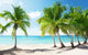 Caribbean Sea and Coconut