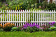 White Picket Fence Surrounded