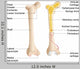 Bone Anatomy