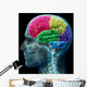 Colored sections of a male human brain ,x ray concept. Wall Mural