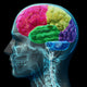 Colored sections of a male human brain ,x ray concept. Wall Mural