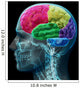 Colored sections of a male human brain ,x ray concept. Wall Mural