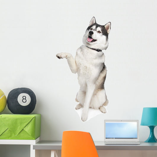 Siberian Husky Wall Decal