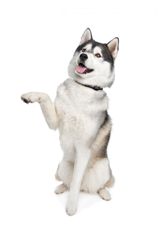 Siberian Husky Wall Decal