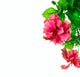 Hibiscus Flower White Wall Decal
