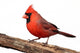 Cardinal Stump Wall Decal
