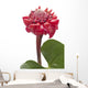 Tropical Flower Torch Ginger Wall Decal
