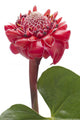 Tropical Flower Torch Ginger Wall Decal