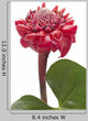 Tropical Flower Torch Ginger Wall Decal