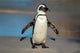 African Penguin South Africa Wall Mural