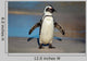 African Penguin South Africa Wall Mural