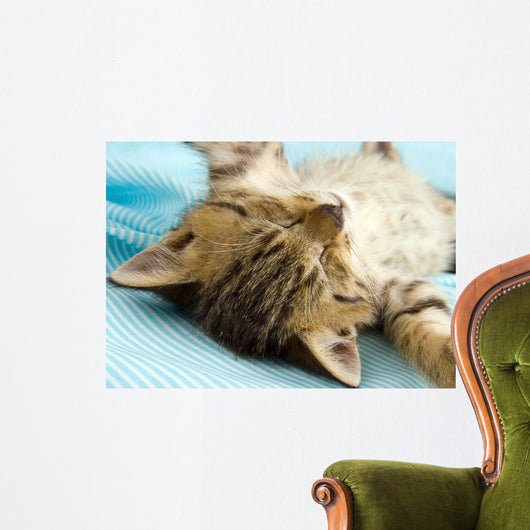 Kitten Wall Decal