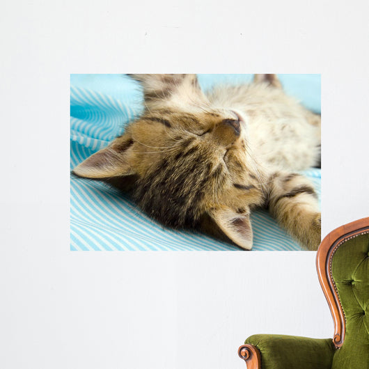 Kitten Wall Decal