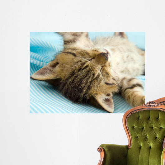 Kitten Wall Decal