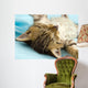 Kitten Wall Decal