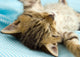 Kitten Wall Decal