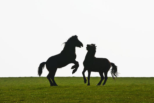 Horses playing Wall Mural